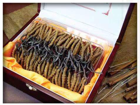 湘东冬虫夏草回收